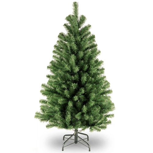 4 ft. North Valley Spruce Tree