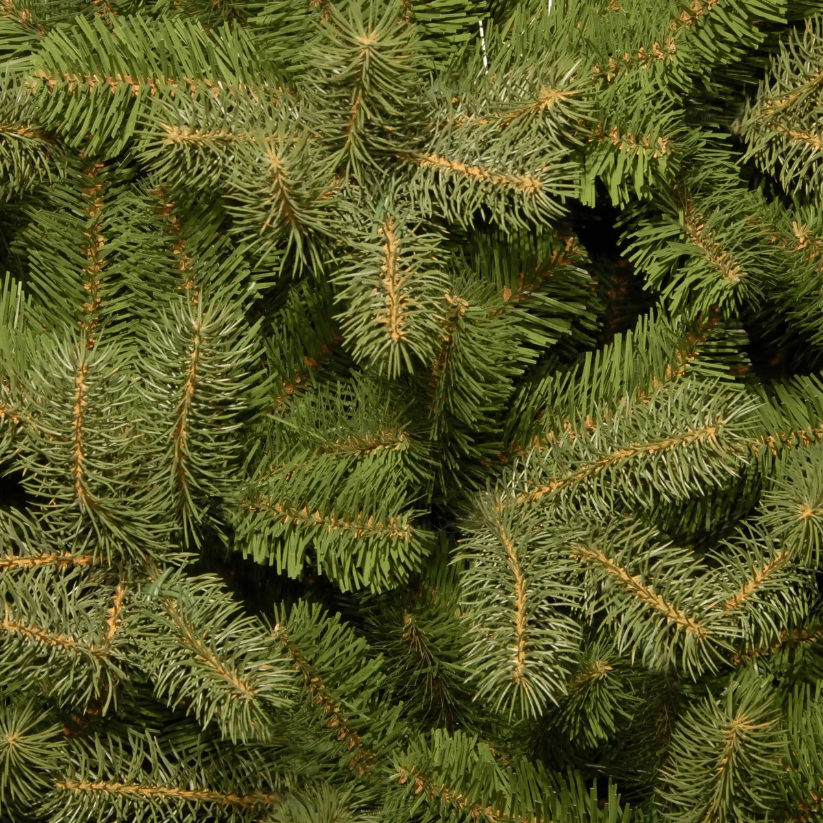 6.5 ft. Downswept Douglas Fir Tree